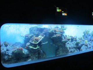 Штучний акриловий циліндричний акваріум з прозорими рибними вікнами