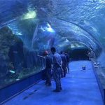 Спеціальний акриловий тунельний акваріум з оргскла