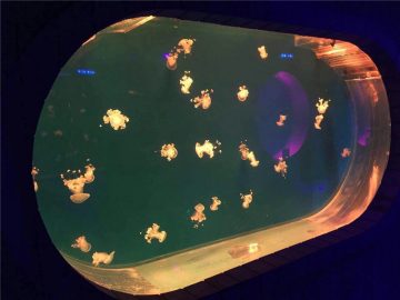Великий акрилові акваріум з акваріумом