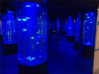 акрилові медузи акваріумні скляні танки